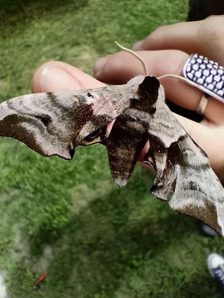 Ćma, motyl - agroturystyka blisko natury.