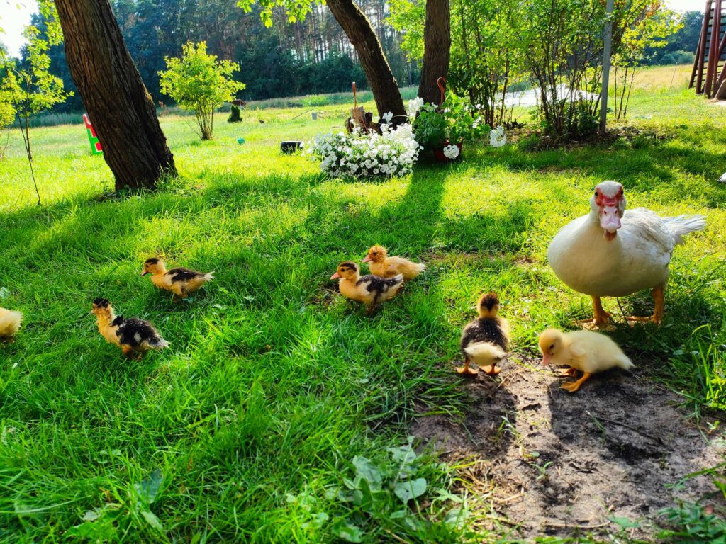 Zwierzęta w agroturystyce, ucieczka z miasta, wypoczynek na wsi.