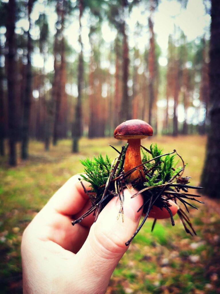 Grzyb jadalny podgrzybek - lasy Rybojady