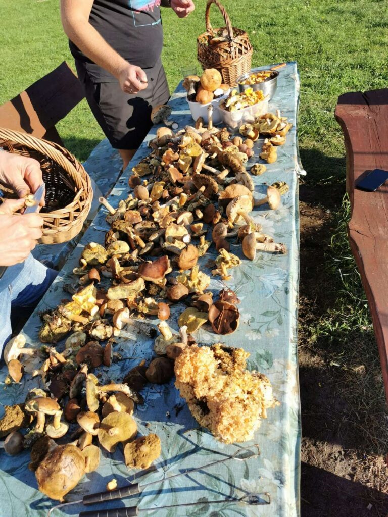 Stół zapełniony zebranymi grzybami jadalnymi - grzybobranie w agroturystyce , Rybojady